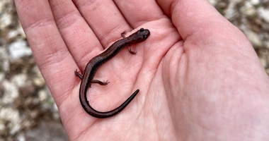 A red-backed salamander being held in a hand. The salamander is small, about as long as my palm.