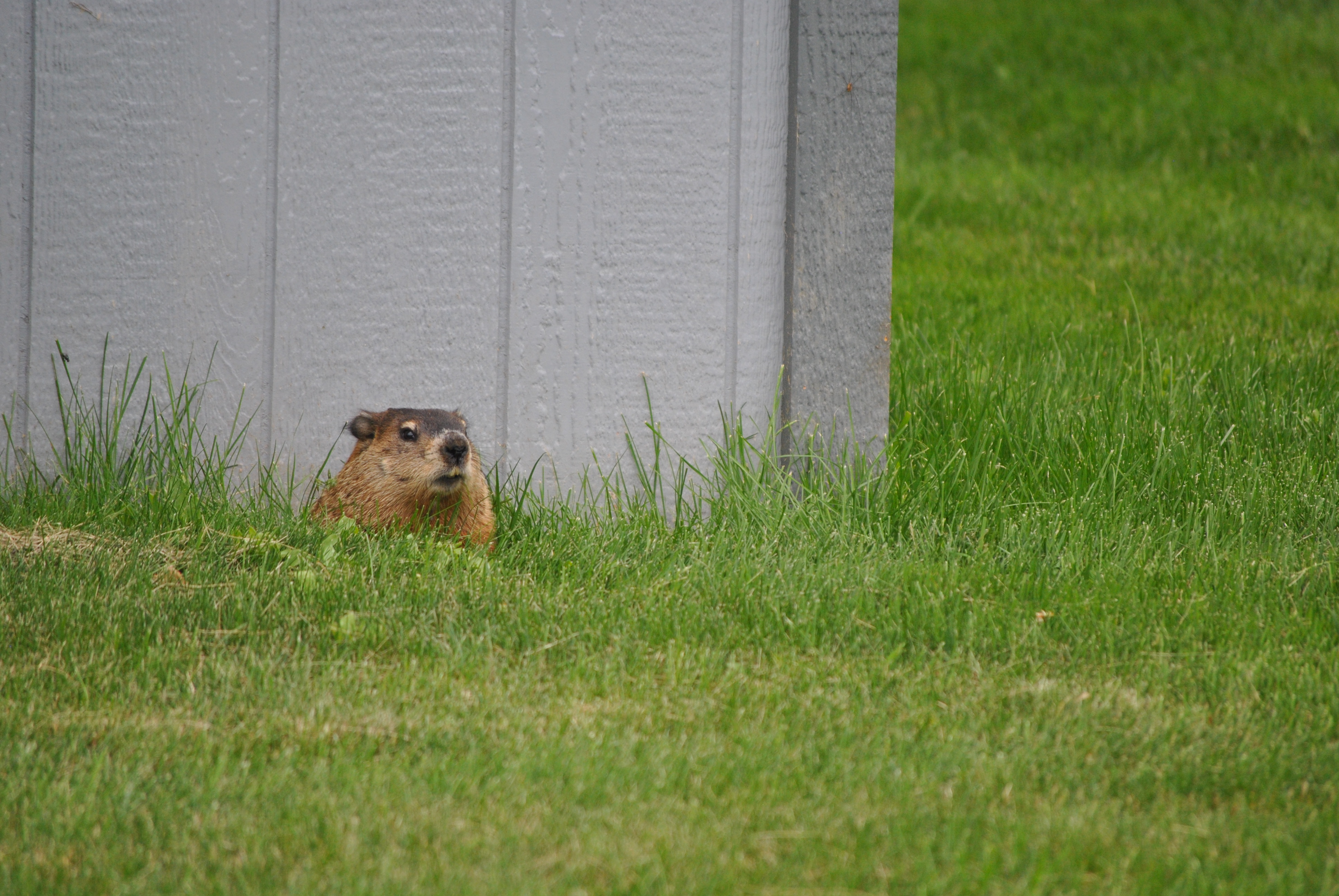 A woodchuck (or groundhog) on the St. Lawrence University campus.