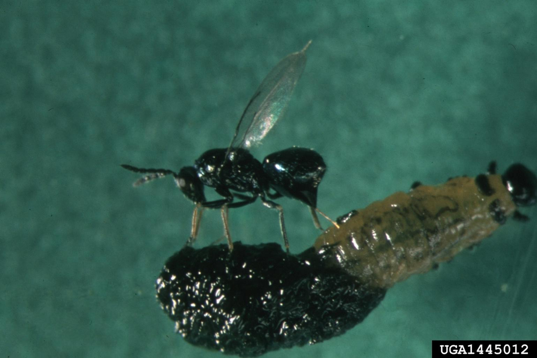 Wasp inserting their eggs into the body of beetle larvae. 