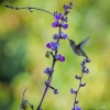Hummingbird on hyacinth bean vine 