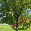 A mostly green maple tree with a few red leaves