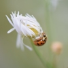 Asian lady beetle on a flower      