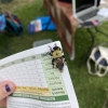 Yellow and black bee looking fly on a piece of paper