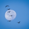 Canada Geese flying over the harvest moon