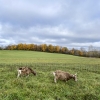 Two goats in a grassy field with fall trees in the distance under a cloudy sky.