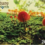 Calendar cover photo, featuring orange fungi on a mossy background.