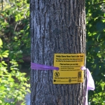 A yellow DEC sign reading "Help Save New York's Ash Trees!" tied to an ash tree in Canton