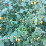 Jewelweed in flower, many green vine-y leaves with small yellow flowers.