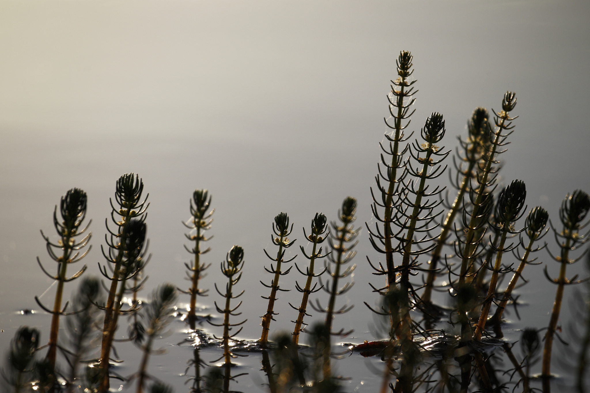 Eurasian Milfoil. Courtesy of Ed Dunens of Flickr Creative Commons.