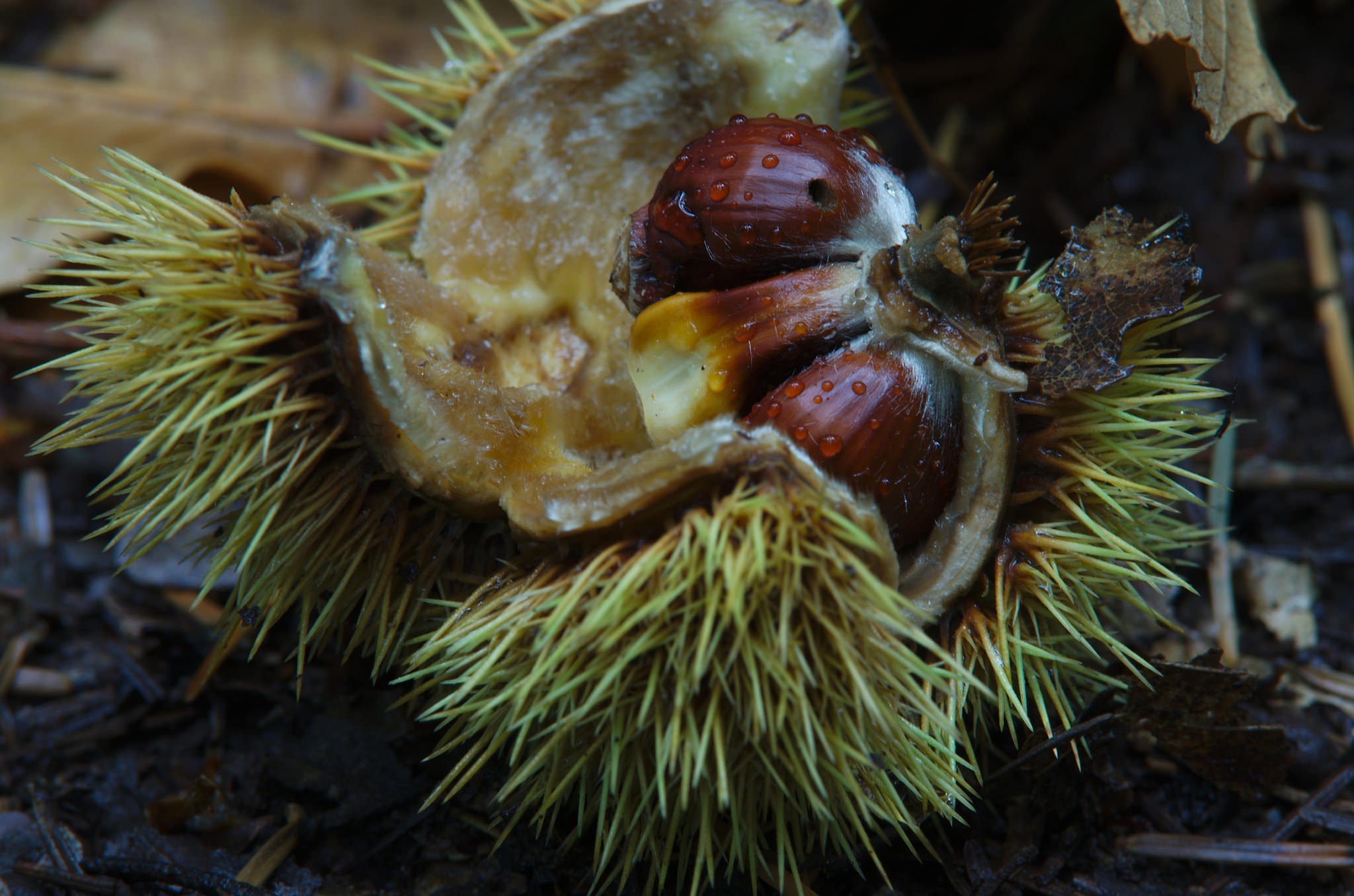 Water Chestnut. Courtesy of Michael Figiel of Flickr Creative Commons.