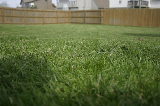 A mowed lawn, with focus on the cut grass in the foreground.