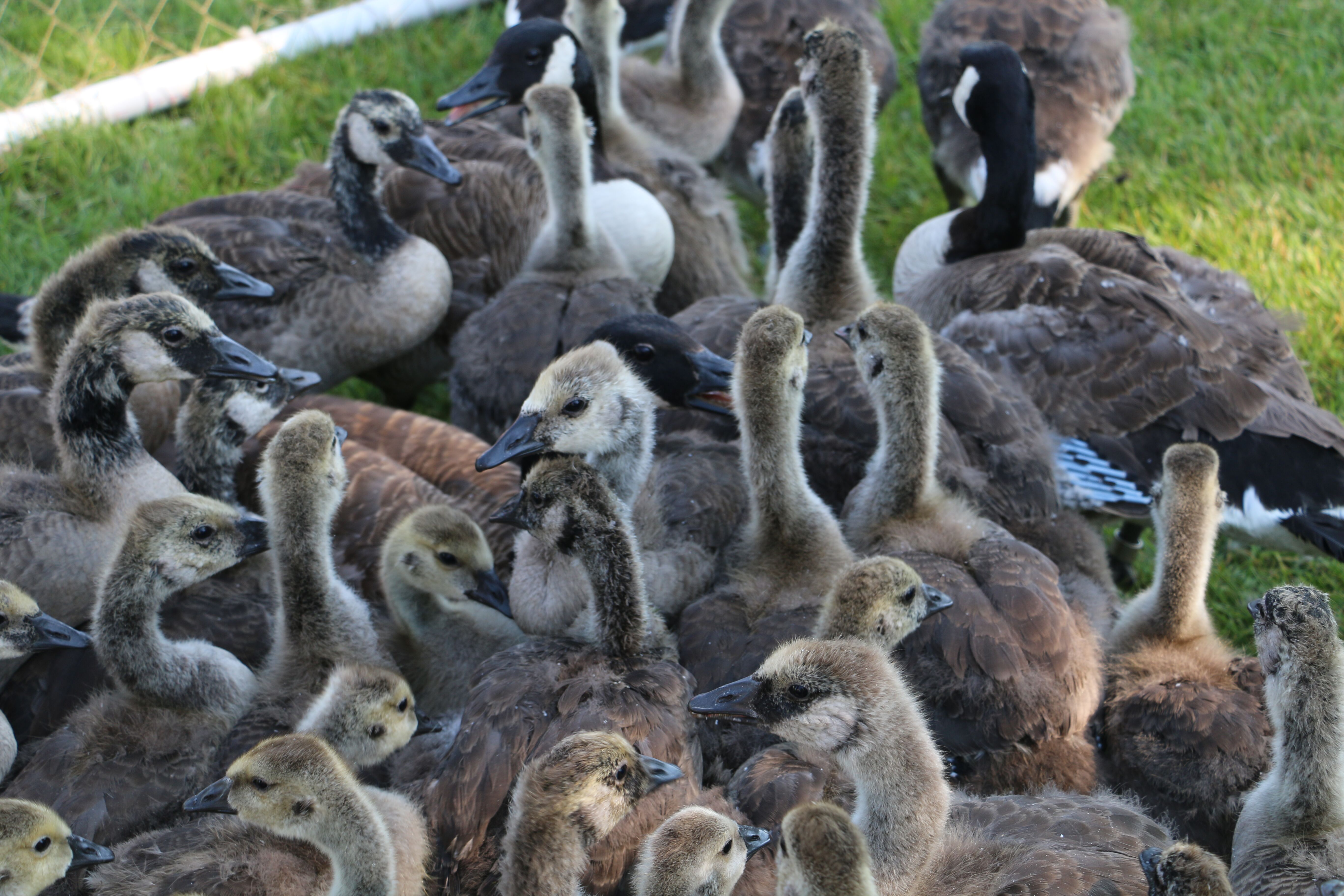 Isolated pen of goslings.