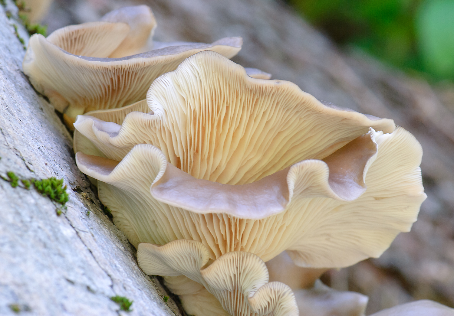 Oyster Mushroom (Pleurotus ostreatus) Photo: Flickr Creative Commons, Marshal Hedin