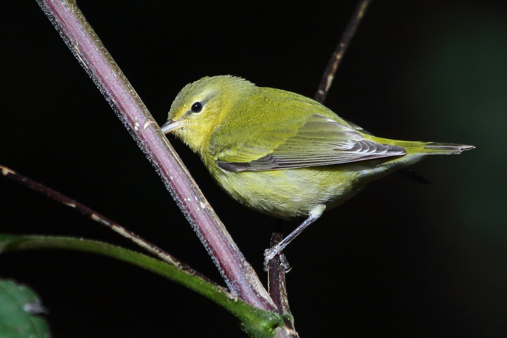 Tennessee warbler 