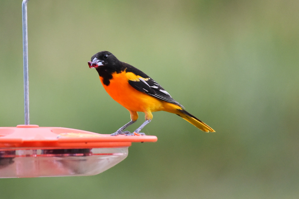 Baltimore oriel sitting on a bird feeder 