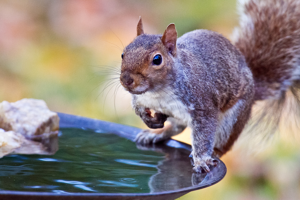 Gray Squirrel. Photo: Flickr Creative Commons, Ehpien