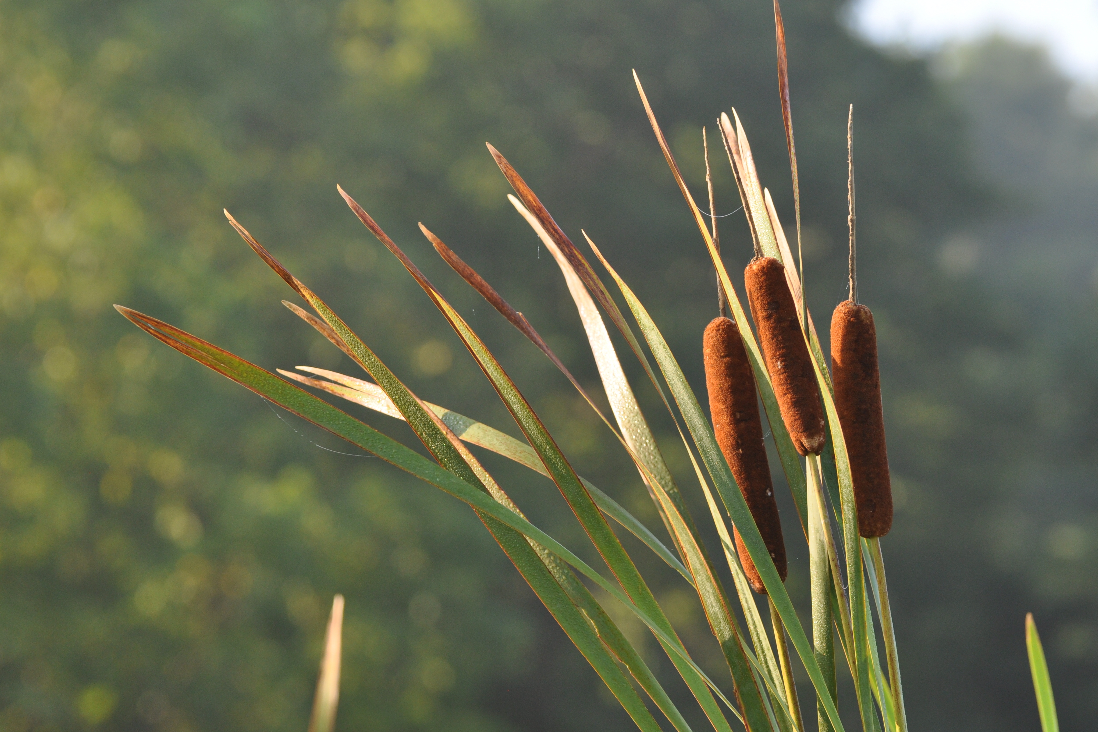 Cattails blowing in the breeze