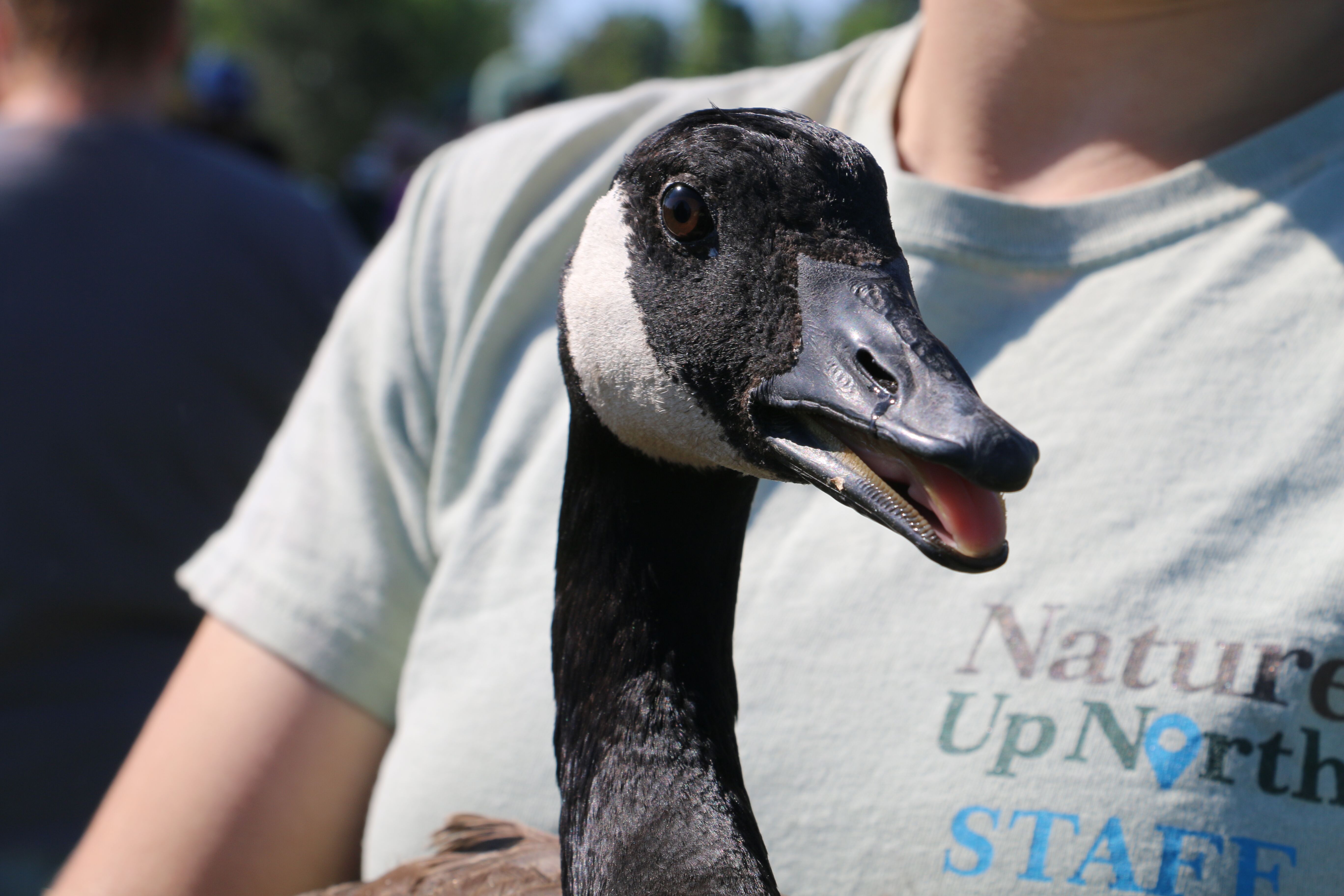 Adult goose held by Emlyn Crocker of Nature Up North