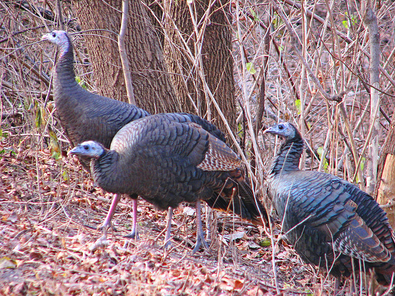 Wild turkey hens