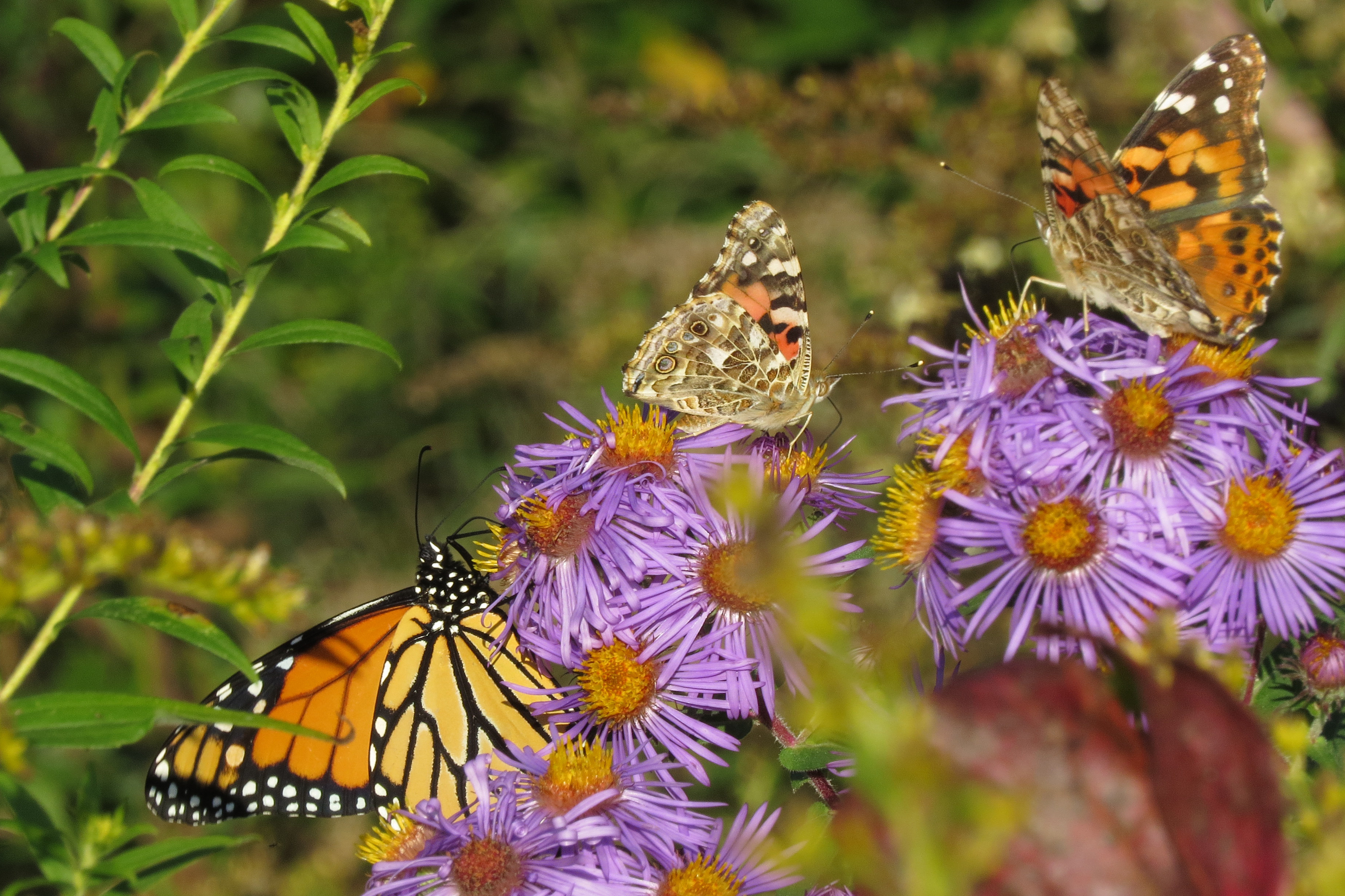 Butterflies on purple aster.