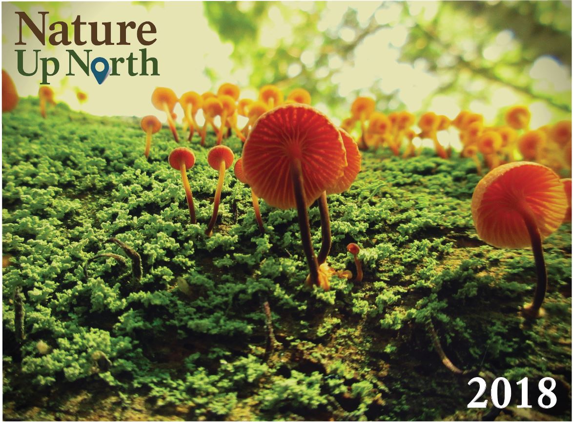 Calendar cover photo, featuring orange fungi on a mossy background.