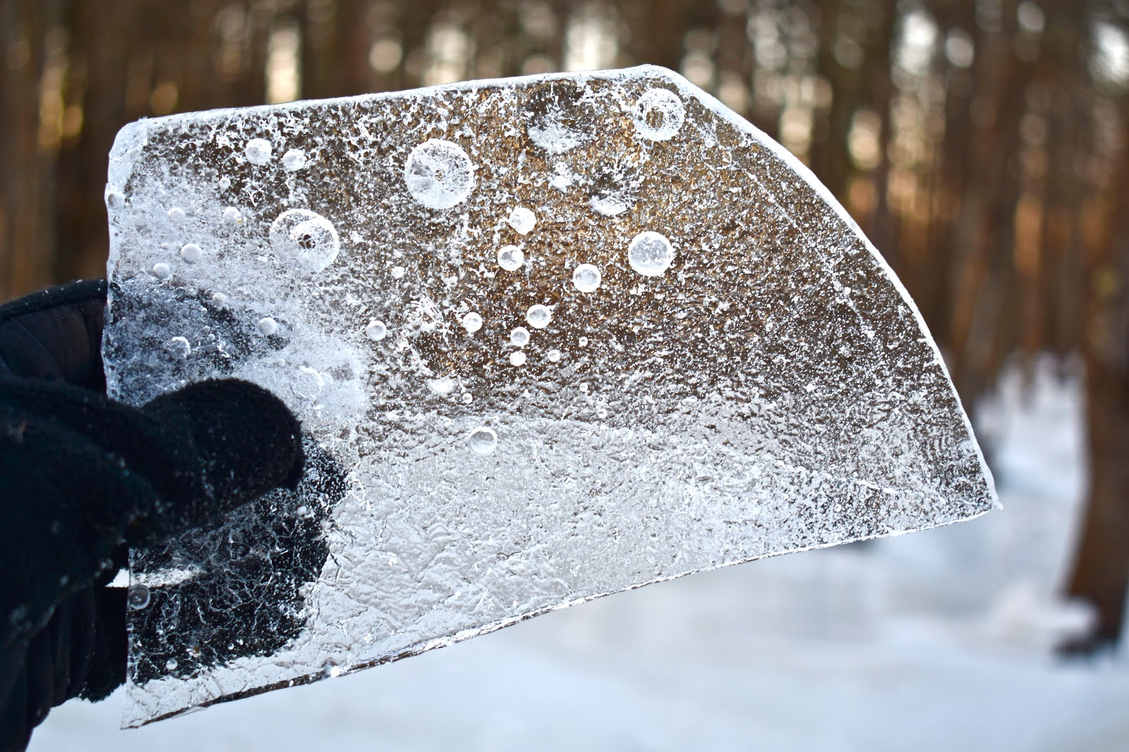 Piece of ice on Kip Trail 