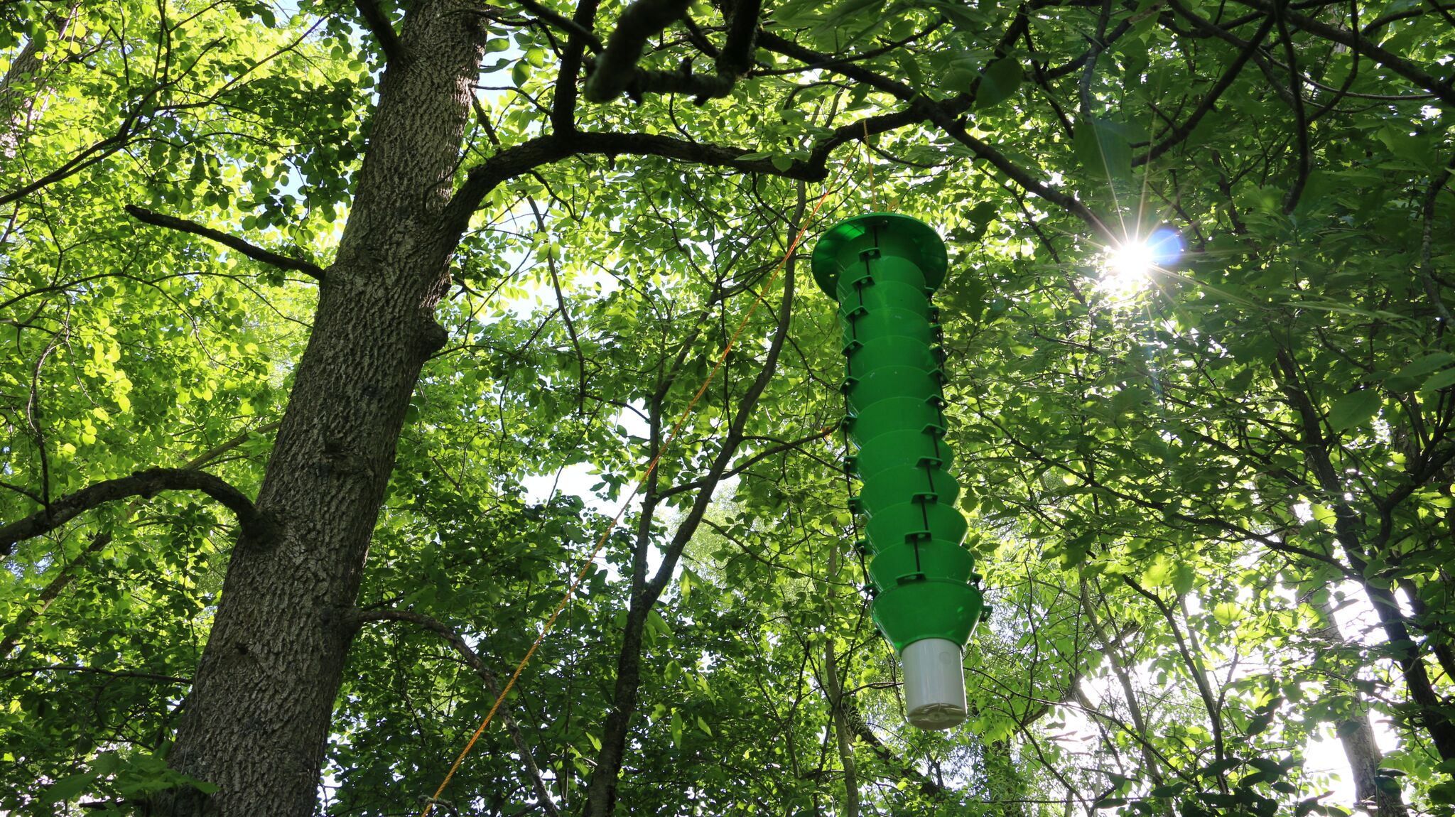 A green emerald ash borer trap issued by New York State hangs in an ash tree. 