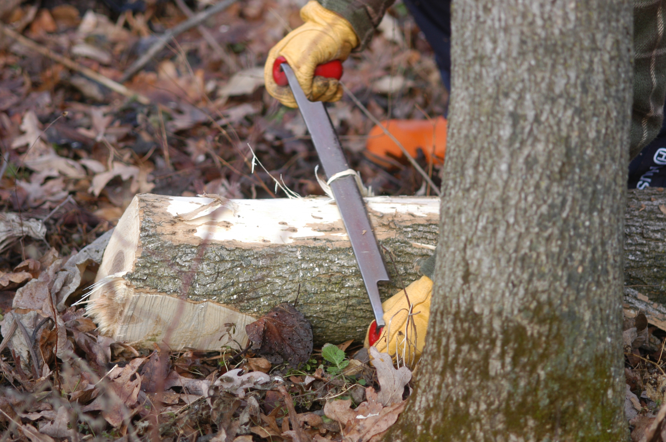 An trap tree under examination by an emerald ash borer survey crew in Wisconsin in 2006.