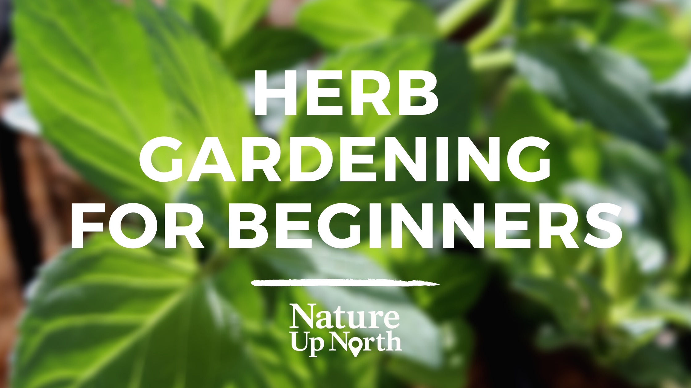 Herb Gardening for Beginners