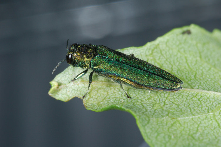 Adult emerald ash borer beetle.