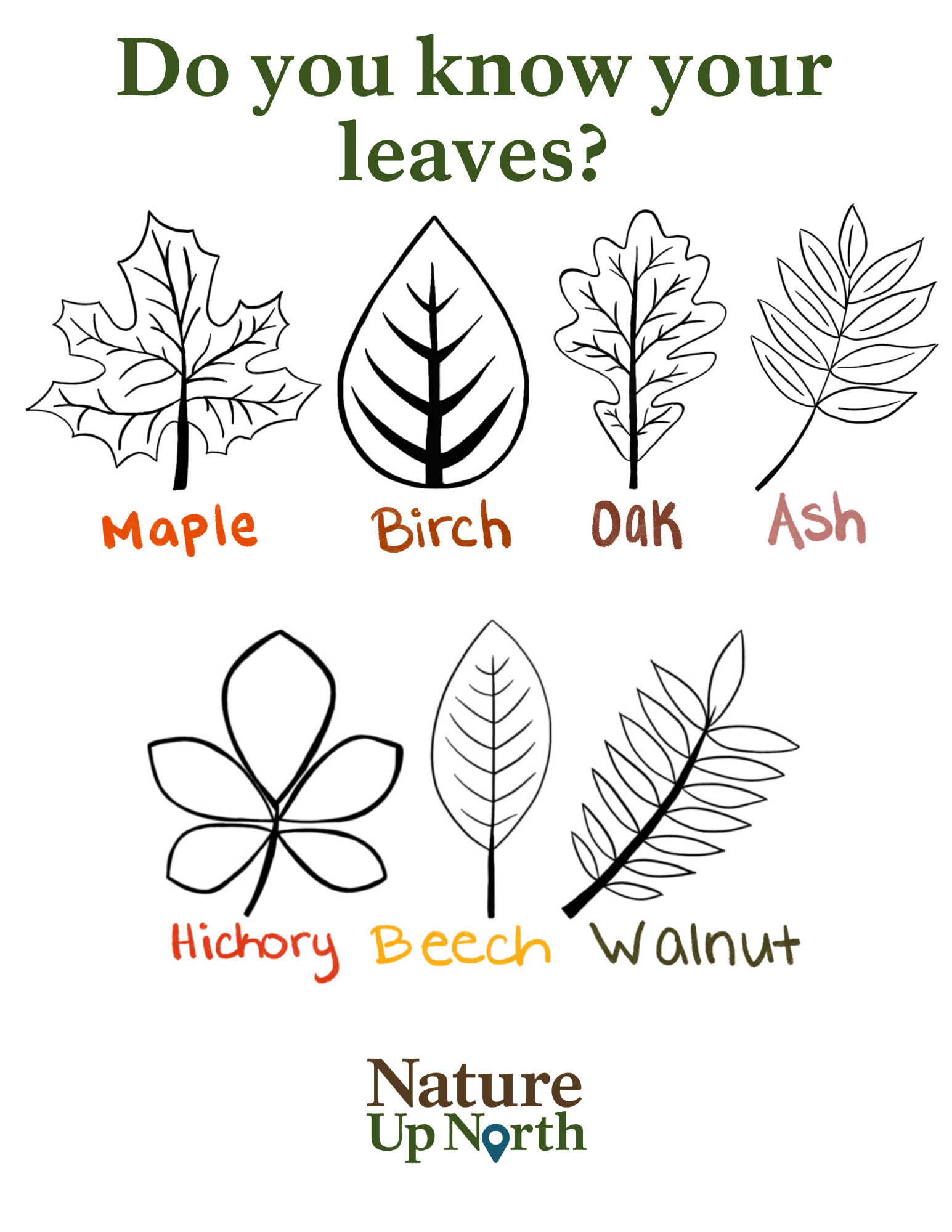 Do you know your leaves Coloring page