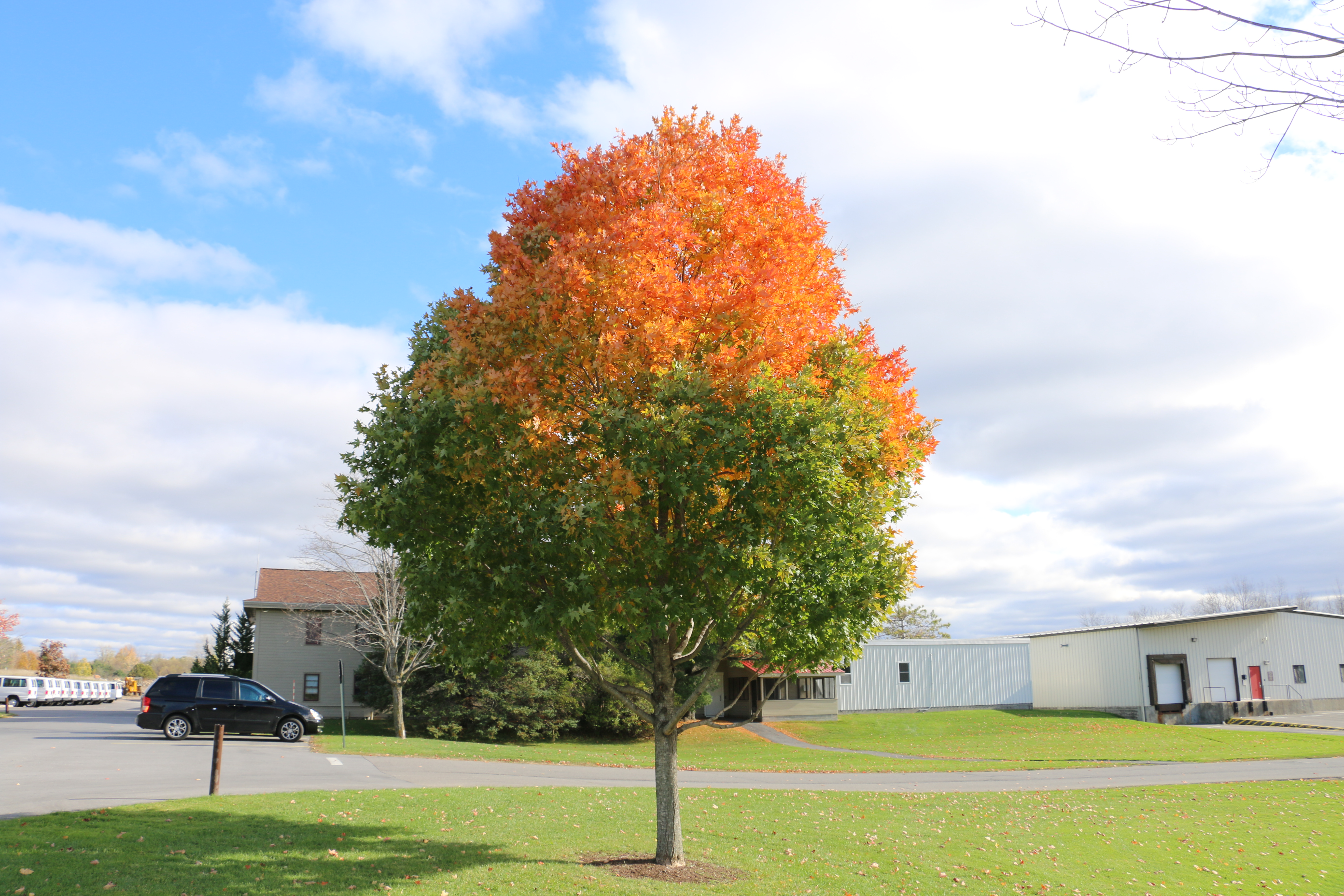 A maple tree near a school with a bright orange top and green leaves below.