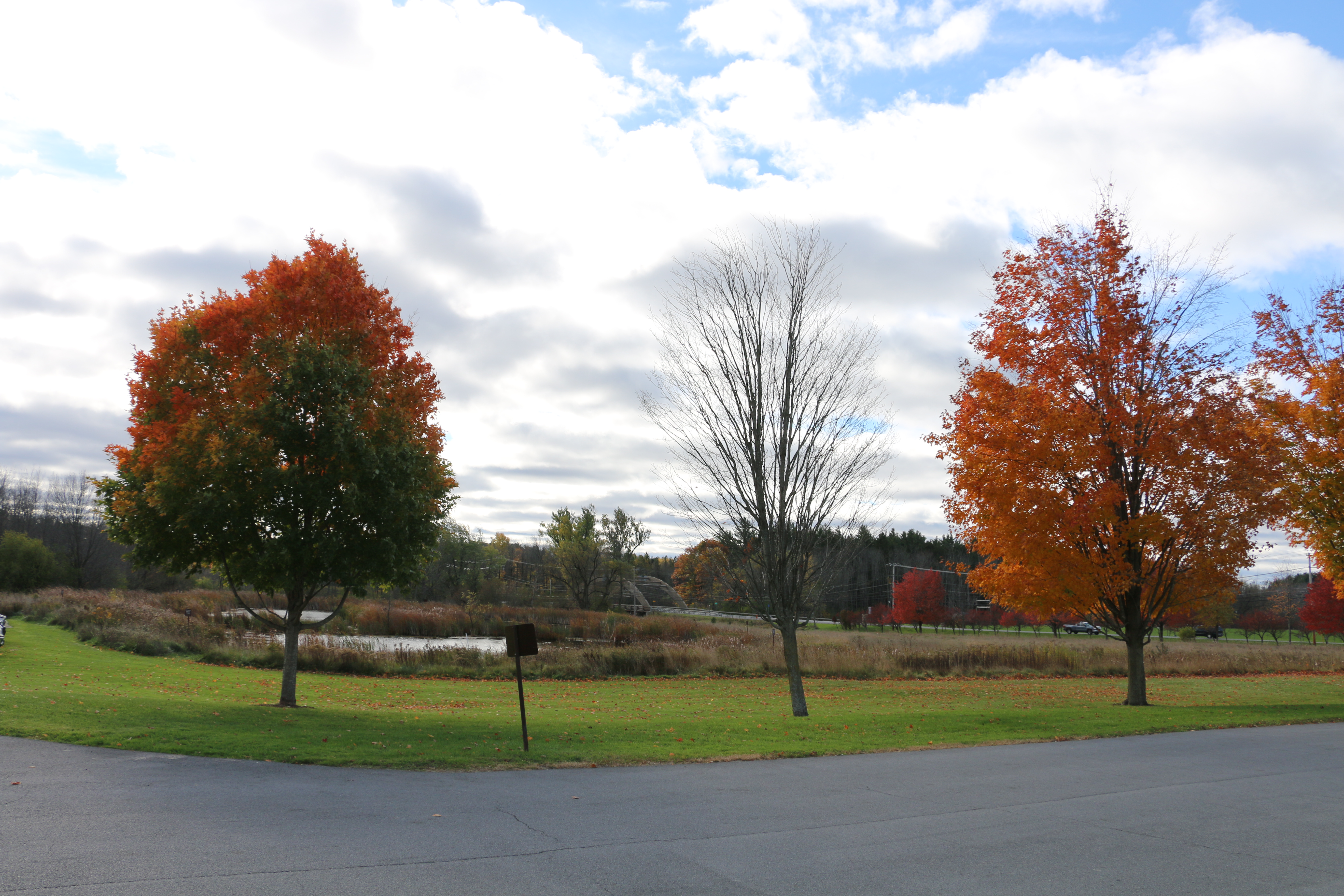 Maple trees at St. Lawrence University