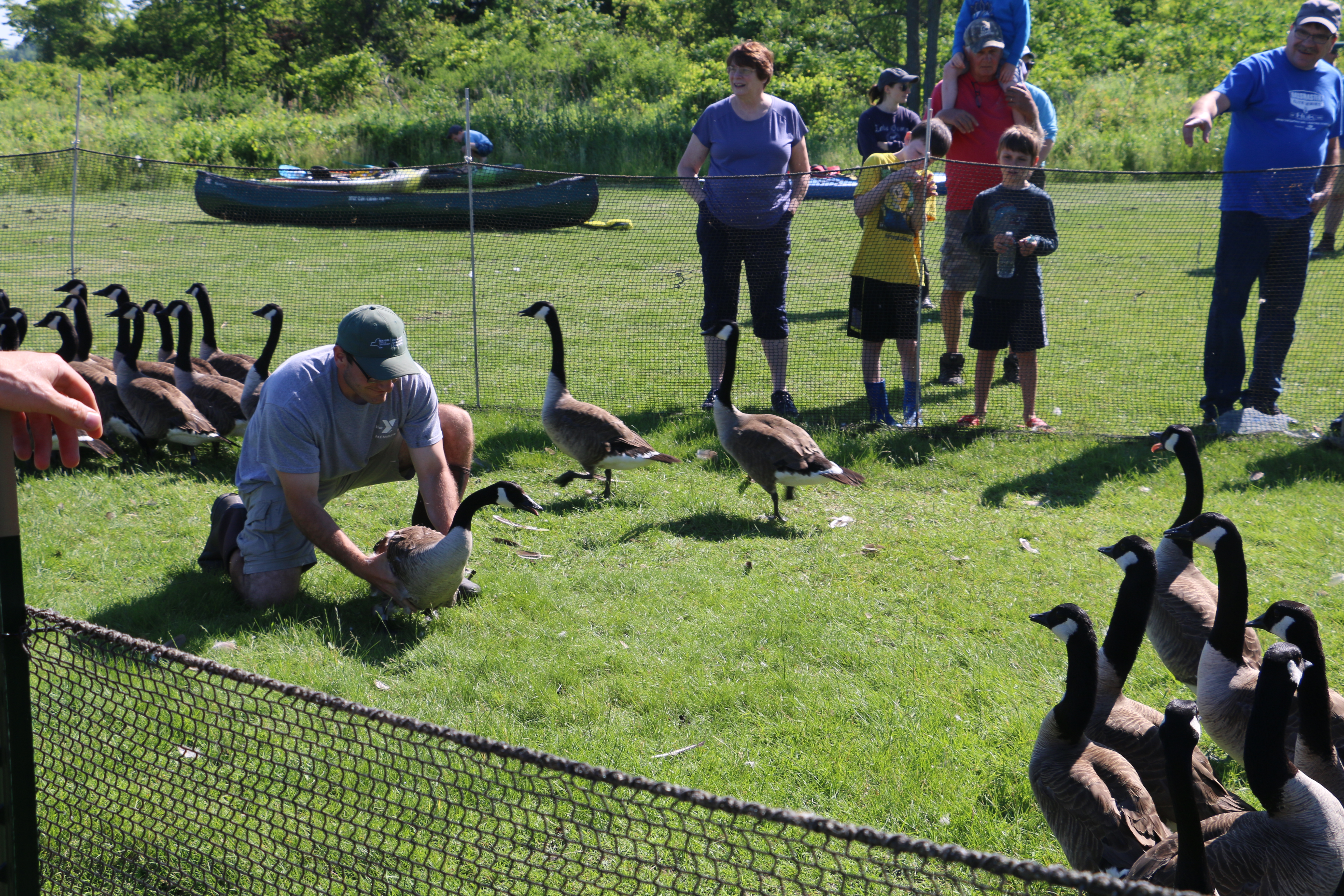 DEC member wrangling a goose for tagging.