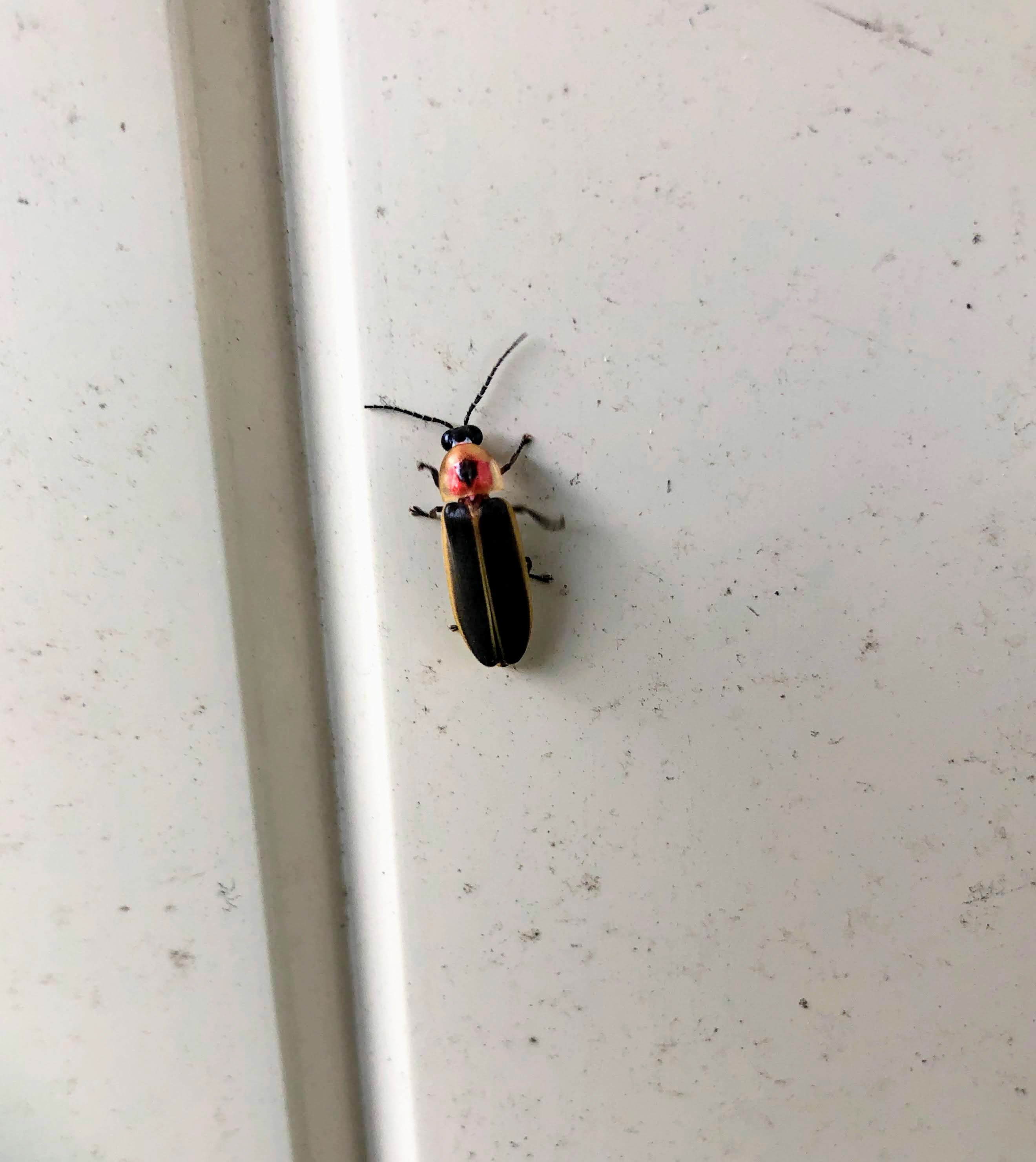 Photnius pyralis (Common Eastern Firefly) on a white fence