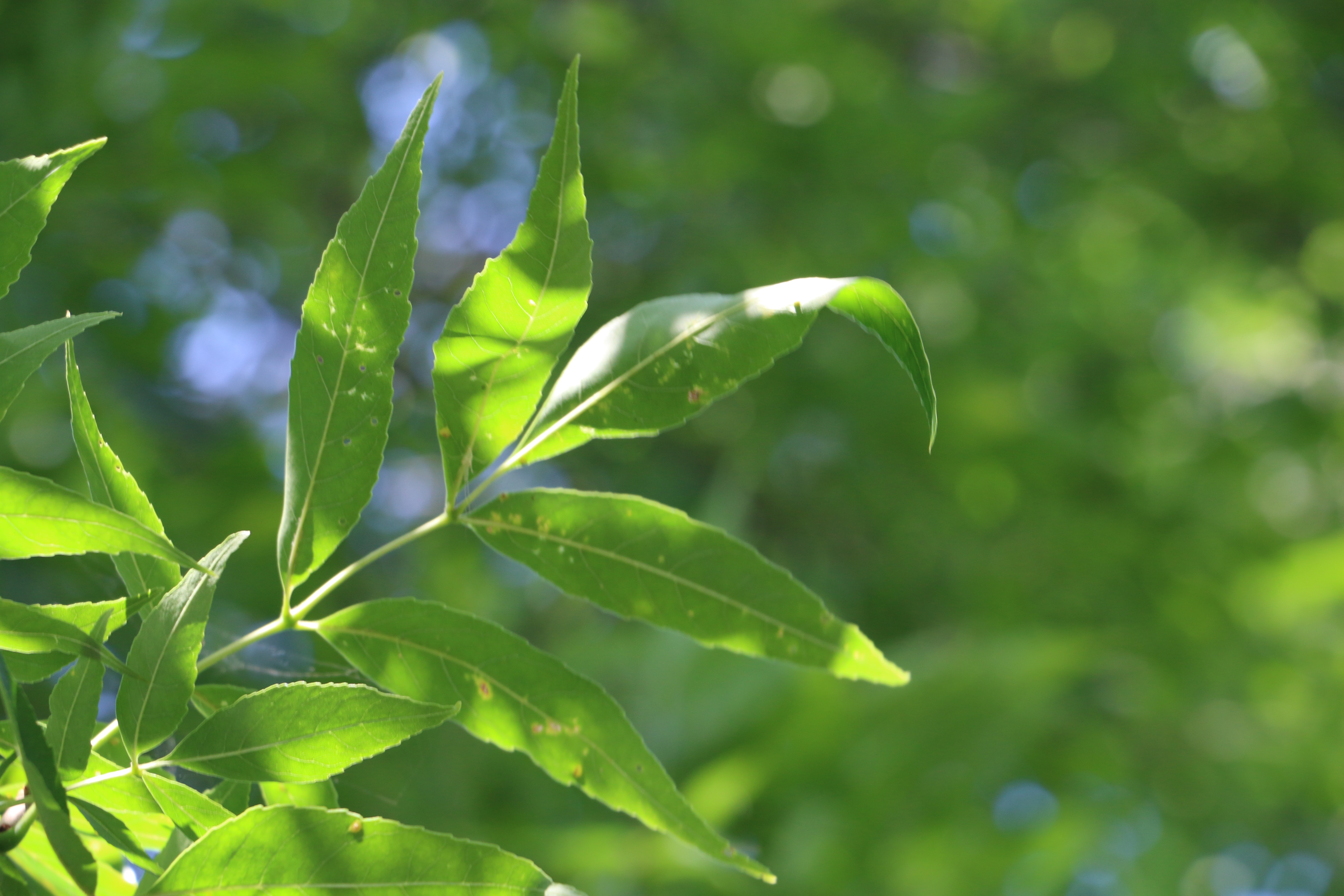 Compound ash leaves against a bright blue sky