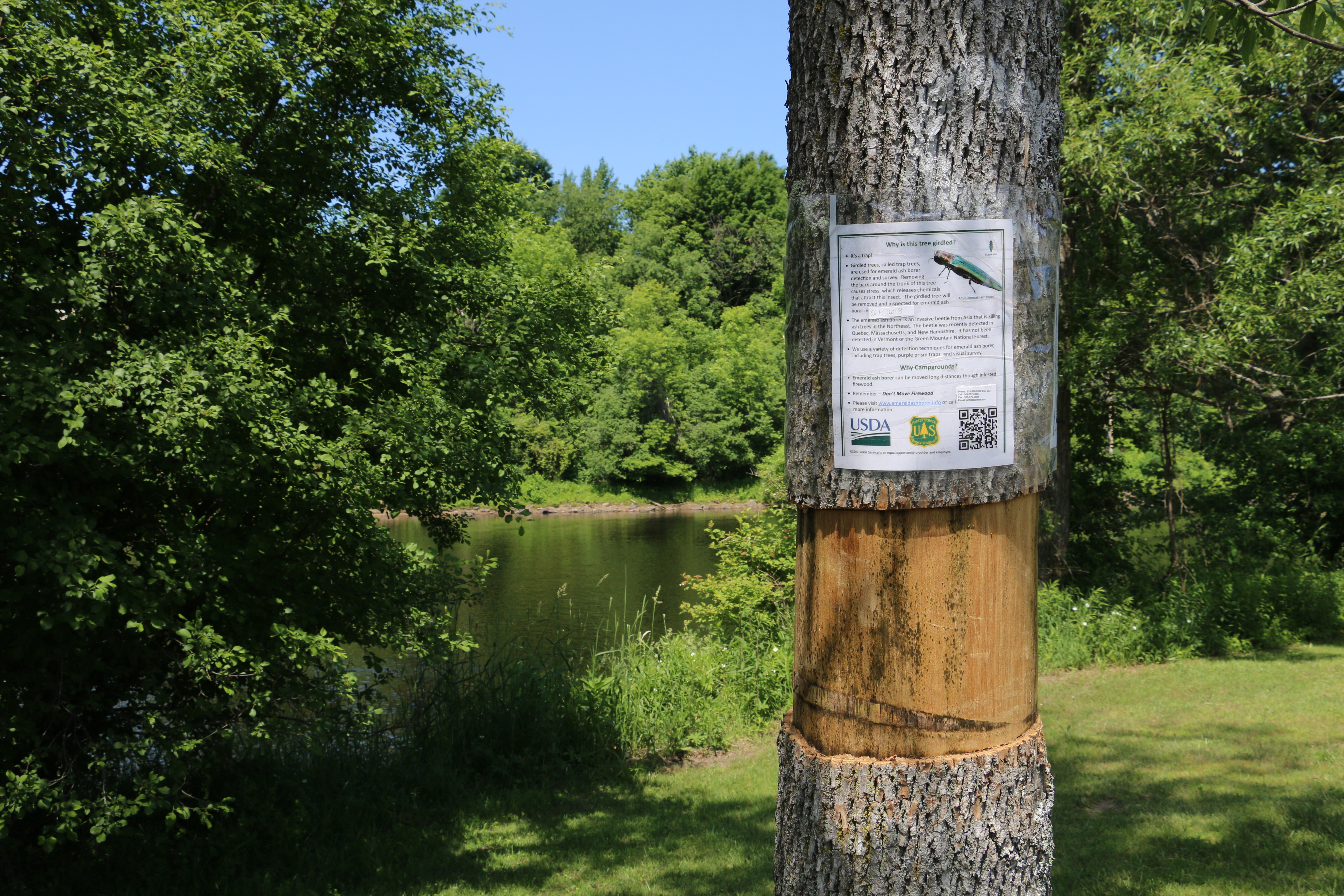 A sentinel tree at Bend in the River Park in Canton.