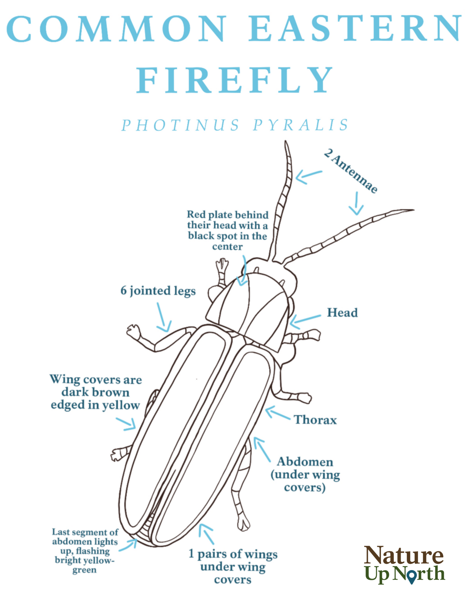 Common Easter Firefly