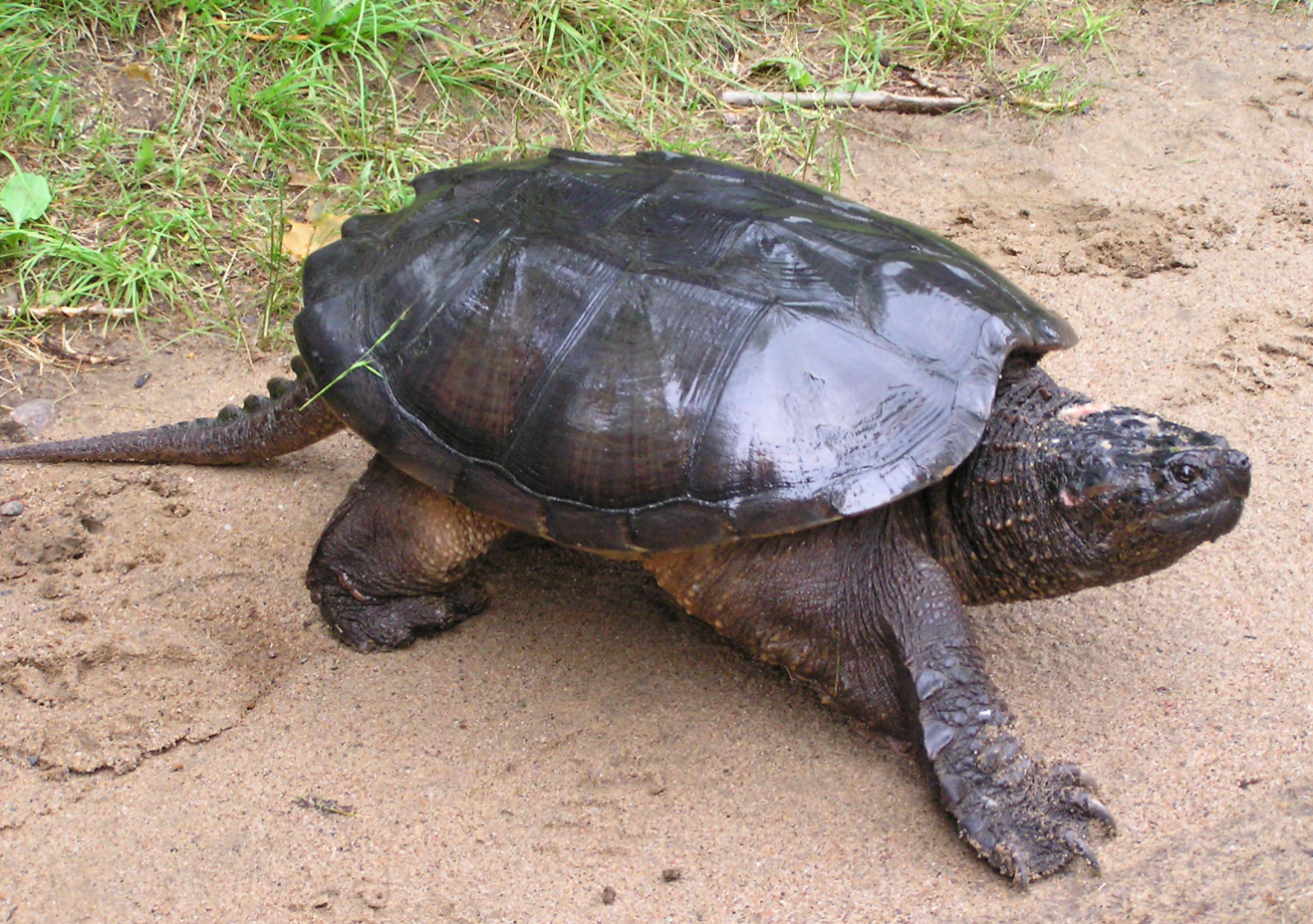 Common snapping turtle