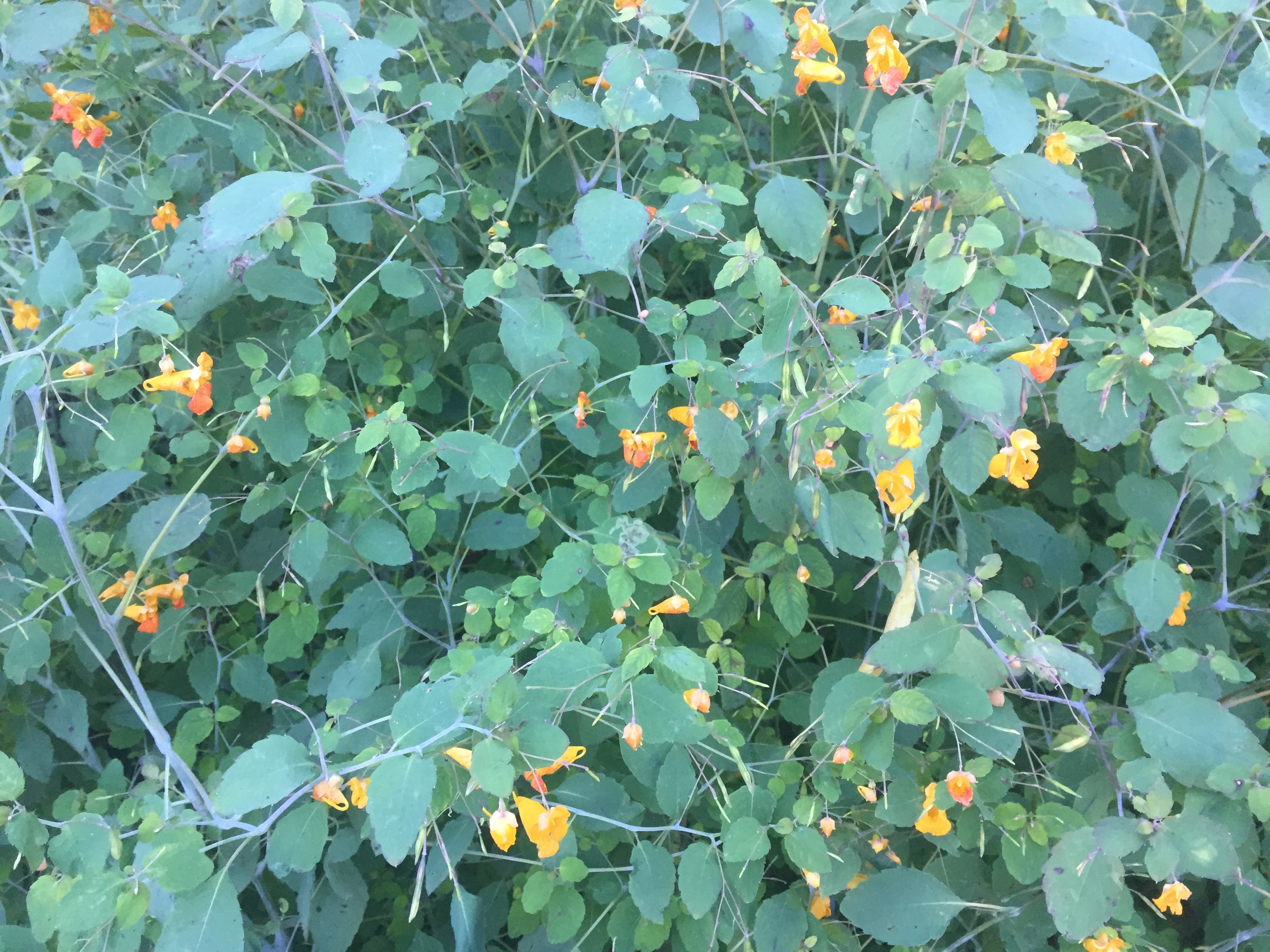 Jewelweed in flower, many green vine-y leaves with small yellow flowers.