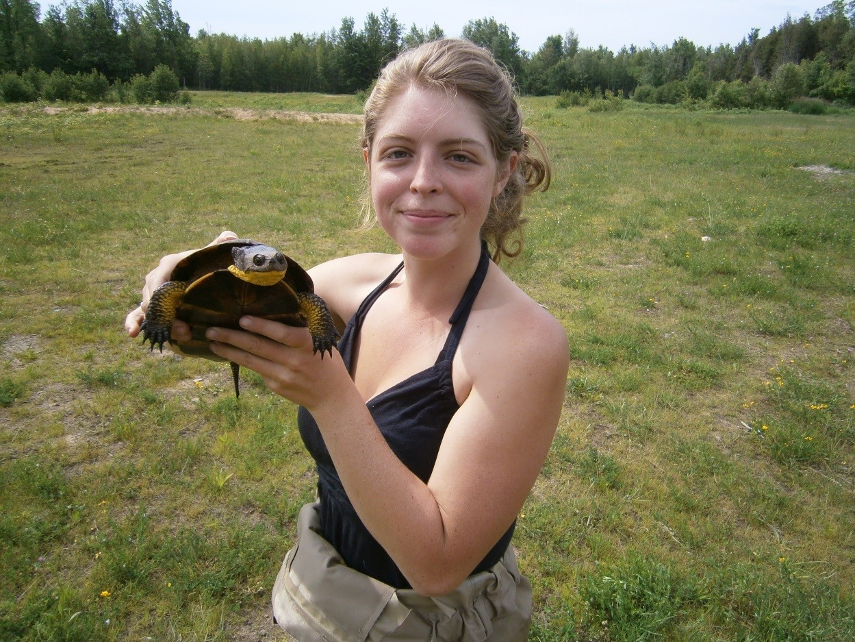 Blanding’s turtle captured after nesting in field.