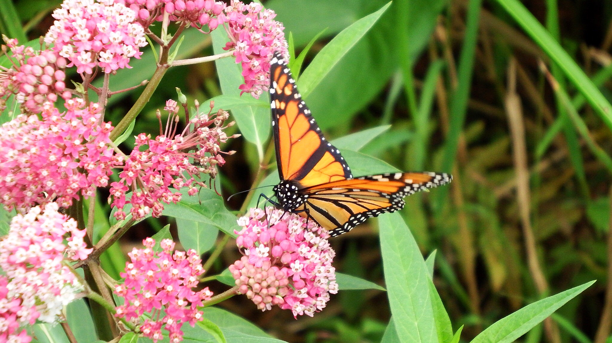 Monarch butterfly