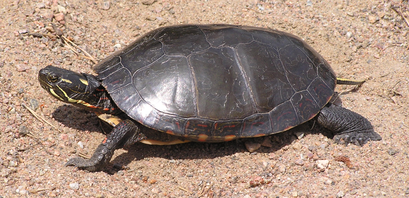 Painted turtle.