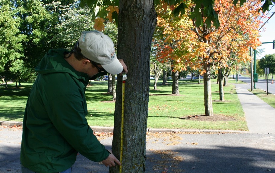 Measuring a tree for Nature Up North's maple monitoring project. 