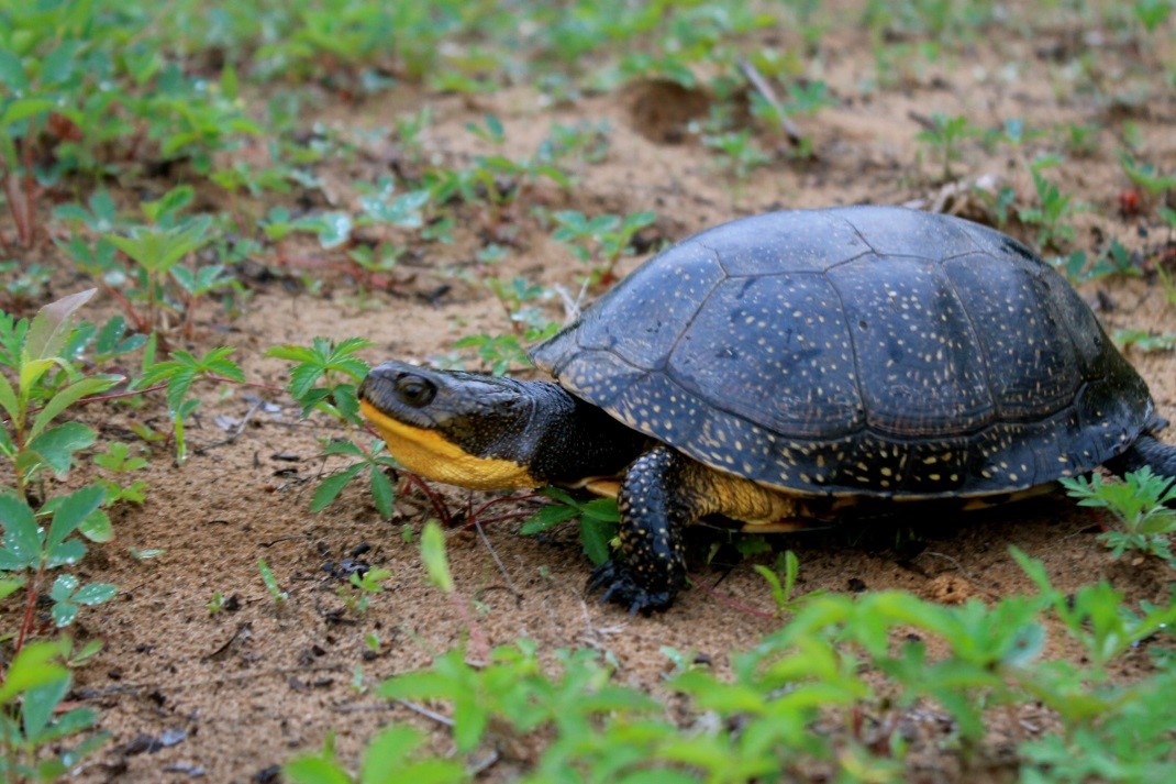 Blanding's Turtle