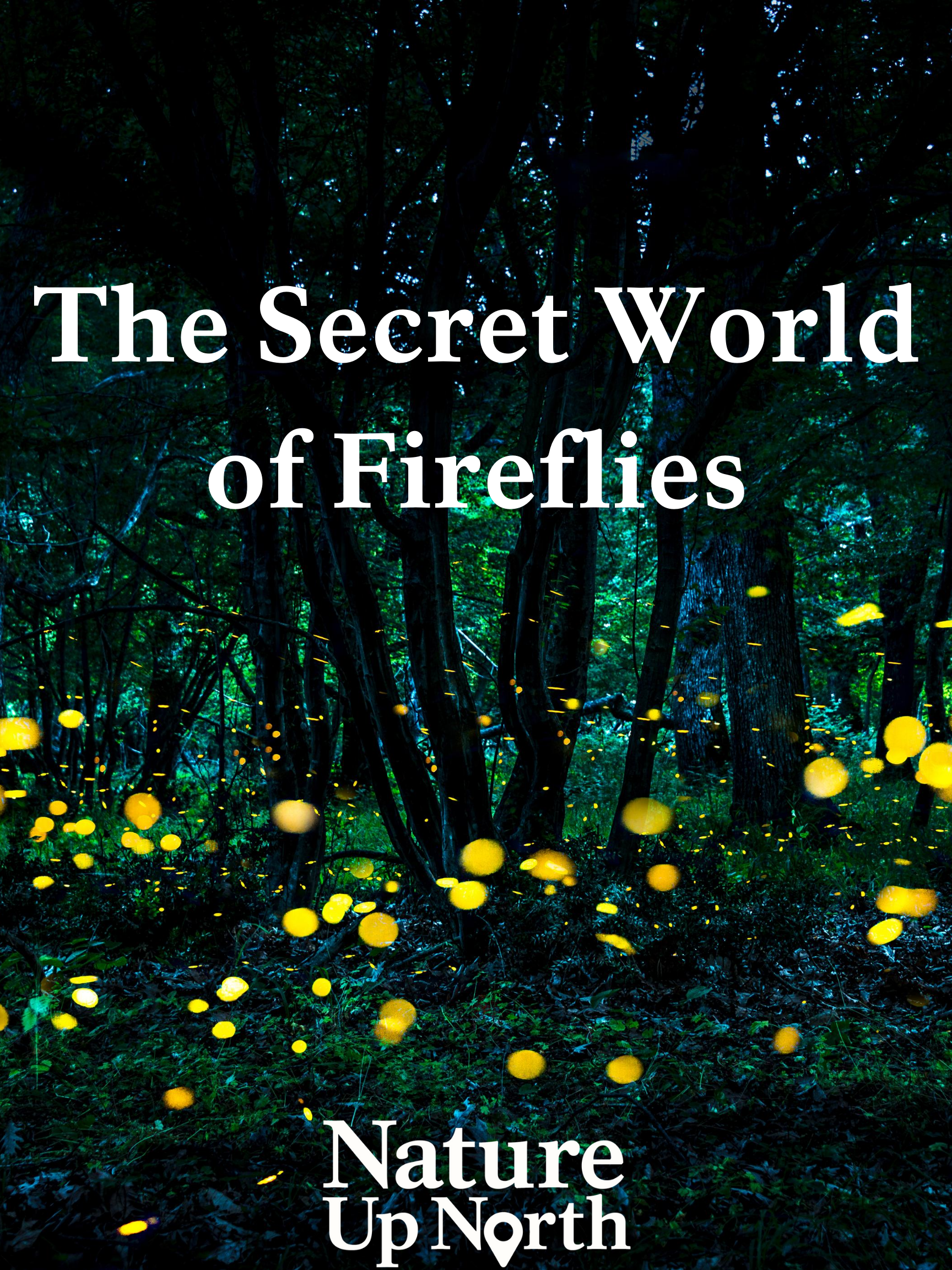 Poster with the title of blog, The Secret World of Fireflies, and the Nature Up North logo over a picture of fireflies glowing in a dark forest