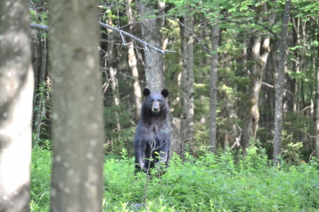 Black bear photographed in Colton, NY