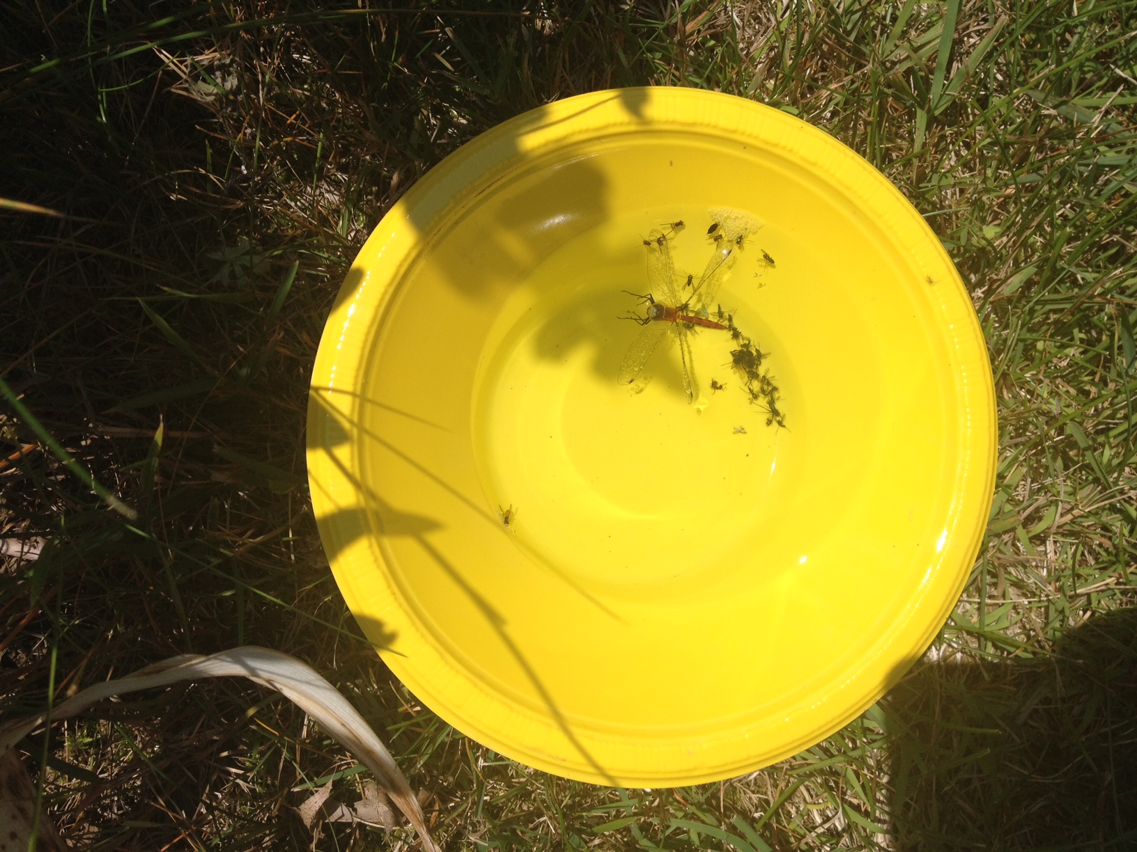 Colorful pan traps mimic flowers to attract pollinators. Photo: Samantha Haab