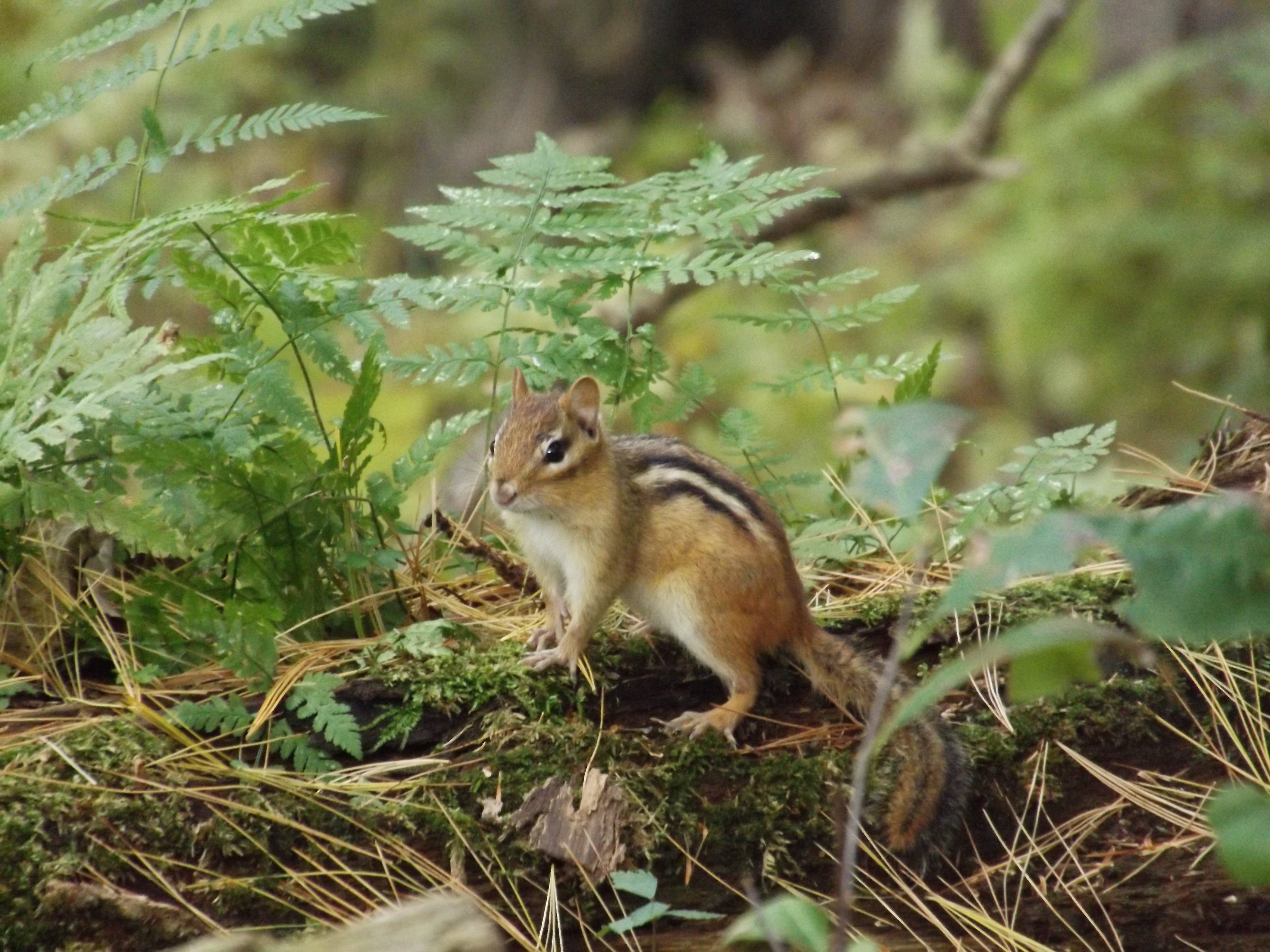 Chipmunk pausing on a log