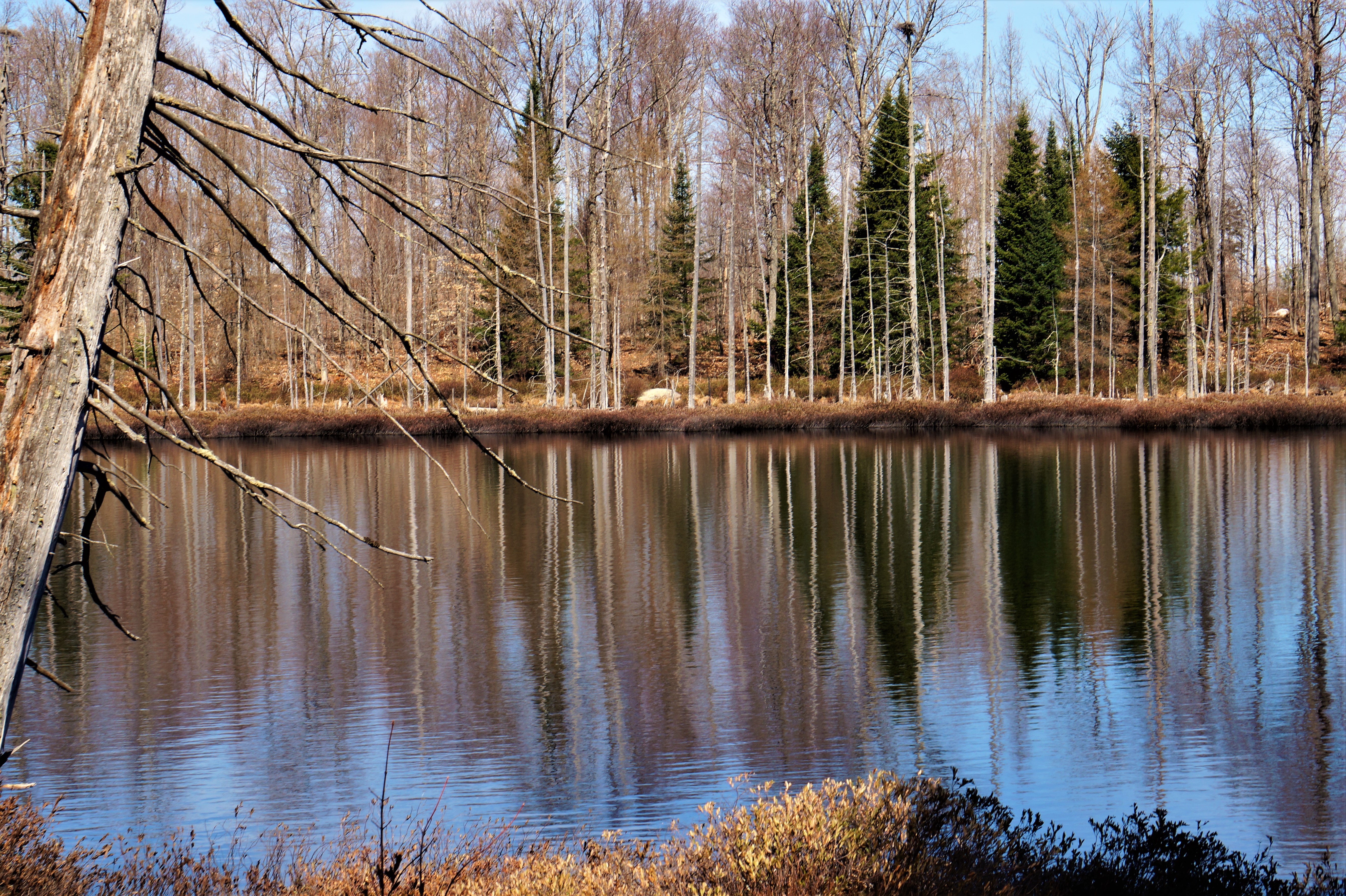 Lost Pond Trail. Photo: Bill Hill, 2019